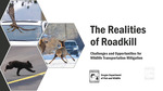 The Realities of Roadkill: Challenges and Opportunities for Wildlife Transportation Mitigation
